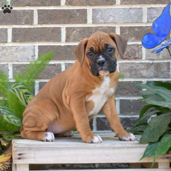 River, Boxer Puppy