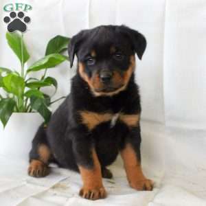 River, Rottweiler Puppy