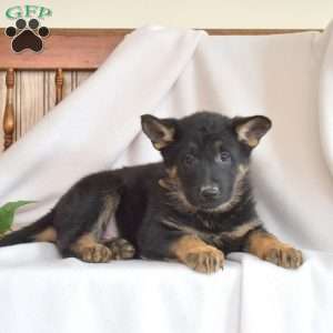 River, German Shepherd Puppy