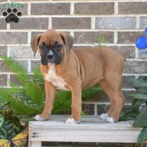 River, Boxer Puppy