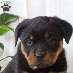 River, Rottweiler Puppy