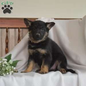 River, German Shepherd Puppy