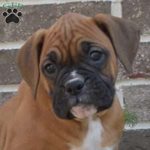 River, Boxer Puppy