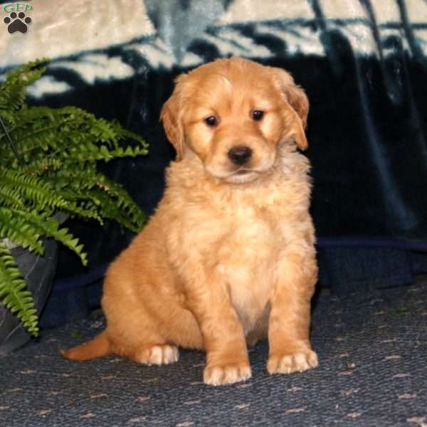 River, Golden Retriever Puppy