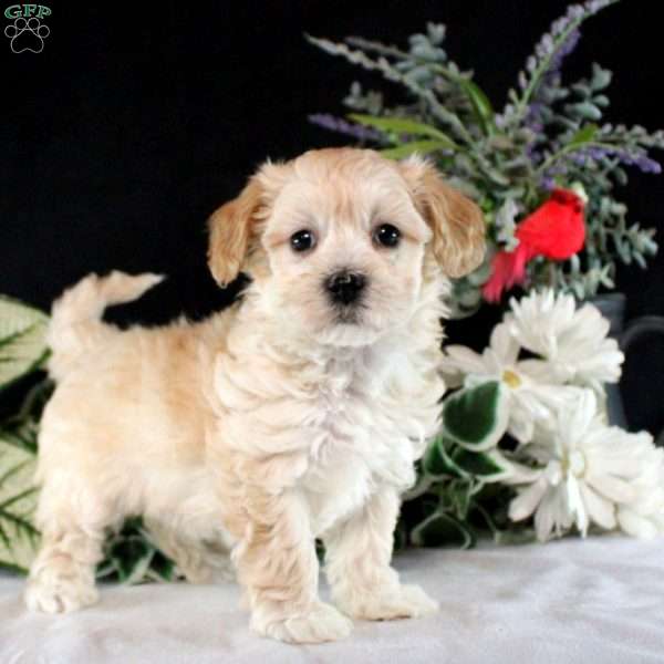 River, Maltipoo Puppy