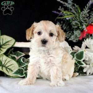 River, Maltipoo Puppy