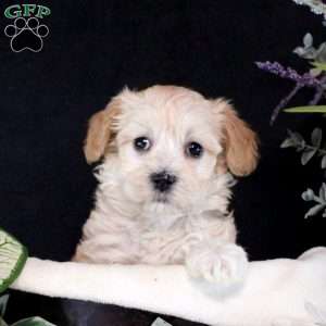 River, Maltipoo Puppy