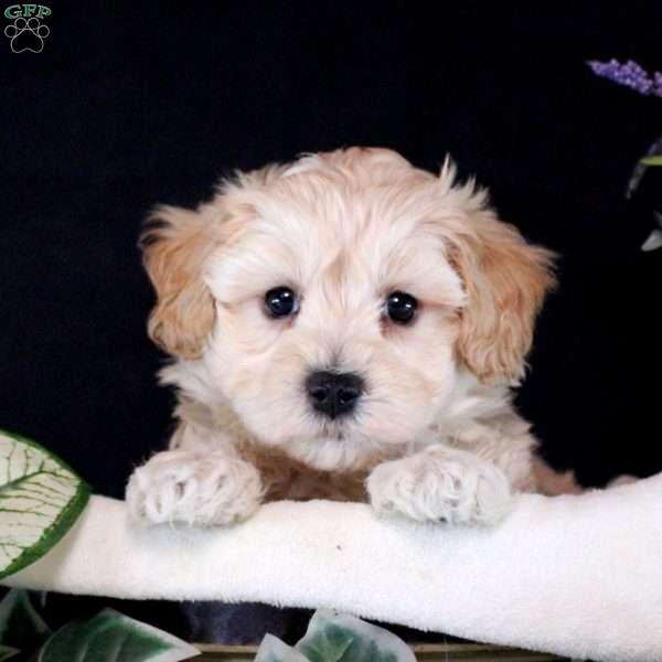 Robbie, Maltipoo Puppy