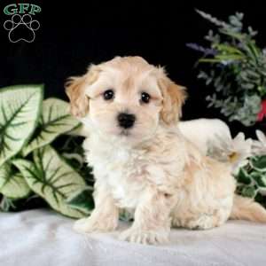 Robbie, Maltipoo Puppy