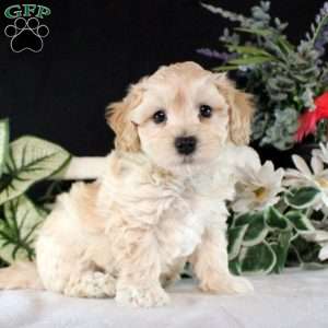 Robbie, Maltipoo Puppy