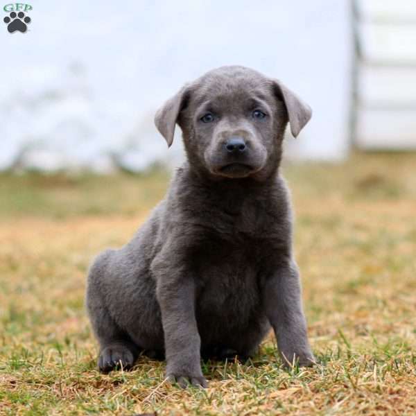 Robin, Charcoal Labrador Retriever Puppy