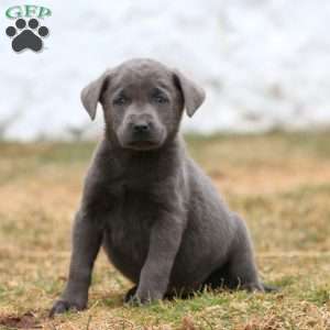 Robin, Charcoal Labrador Retriever Puppy