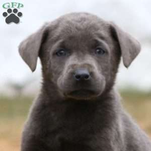 Robin, Charcoal Labrador Retriever Puppy