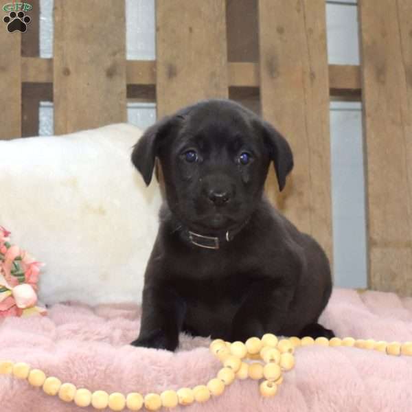 Rocky, Labrador Mix Puppy