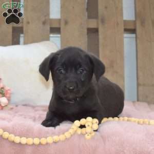 Rocky, Labrador Mix Puppy