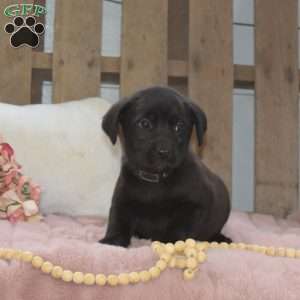 Rocky, Labrador Mix Puppy