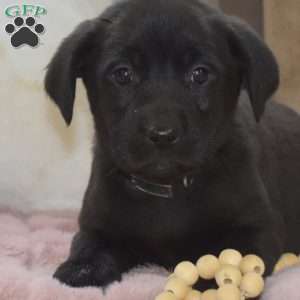 Rocky, Labrador Mix Puppy