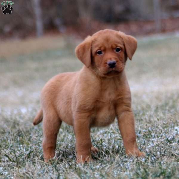 Rocky, Fox Red Labrador Retriever Puppy