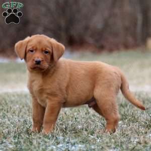 Rocky, Fox Red Labrador Retriever Puppy