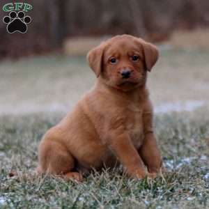 Rocky, Fox Red Labrador Retriever Puppy