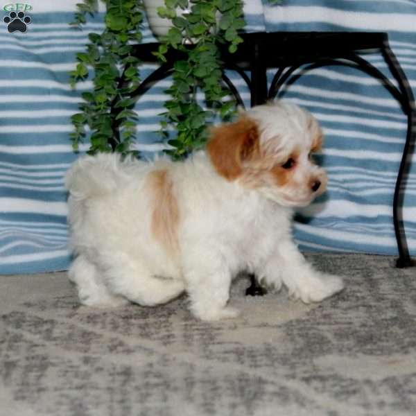 Rodney, Maltipoo Puppy