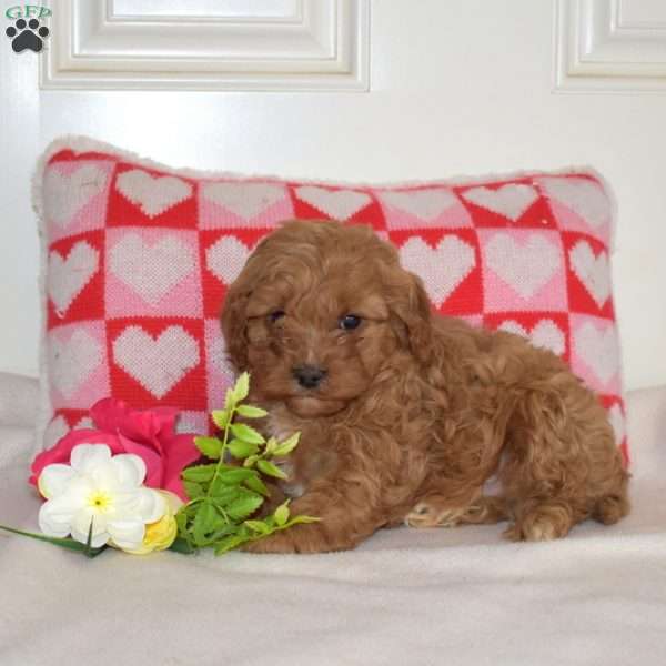 Rollo, Cavapoo Puppy