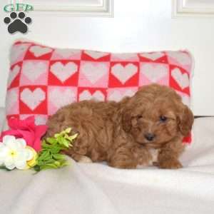 Rollo, Cavapoo Puppy