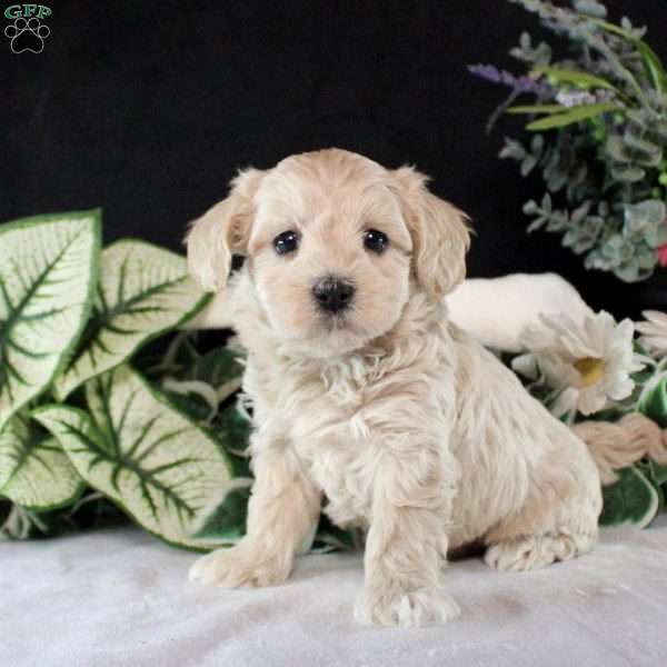 Roman, Maltipoo Puppy