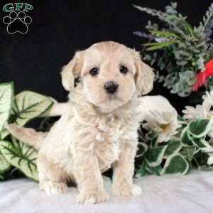 Roman, Maltipoo Puppy