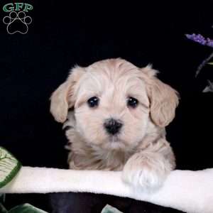 Roman, Maltipoo Puppy