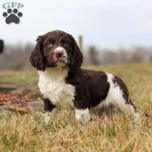 Rome, English Springer Spaniel Puppy