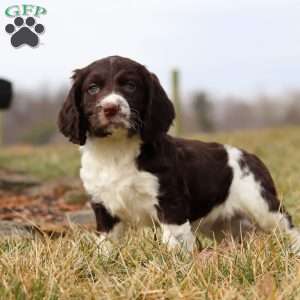 Rome, English Springer Spaniel Puppy