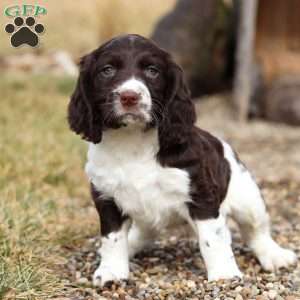 Rome, English Springer Spaniel Puppy