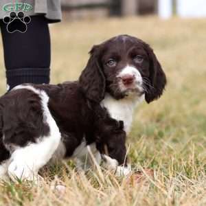 Rome, English Springer Spaniel Puppy