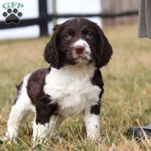 Rome, English Springer Spaniel Puppy