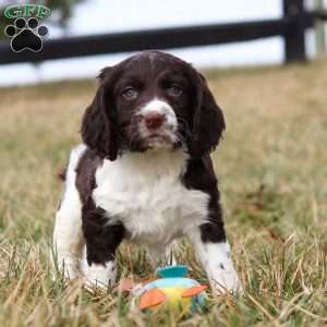 Rome, English Springer Spaniel Puppy