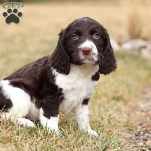 Rome, English Springer Spaniel Puppy