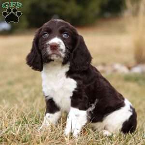 Rome, English Springer Spaniel Puppy