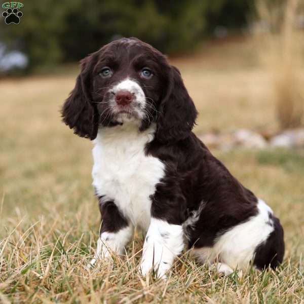 Rome, English Springer Spaniel Puppy