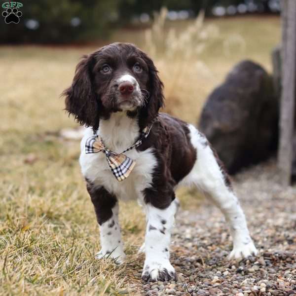 Rome, English Springer Spaniel Puppy