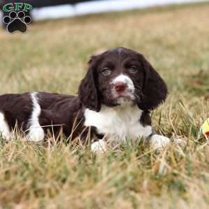 Rome, English Springer Spaniel Puppy