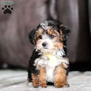 Ronnie, Yorkie Poo Puppy