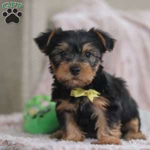 Ronnie, Yorkie-Chon Puppy