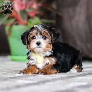 Ronnie, Yorkie Poo Puppy