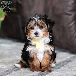 Ronnie, Yorkie Poo Puppy