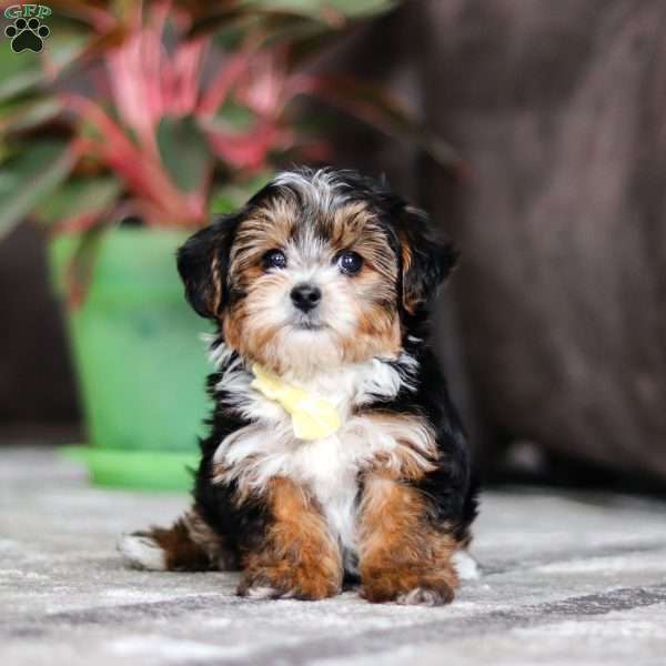 Ronnie, Yorkie Poo Puppy