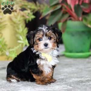 Ronnie, Yorkie Poo Puppy