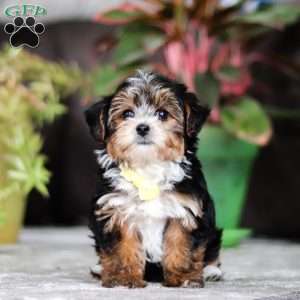 Ronnie, Yorkie Poo Puppy