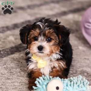 Ronnie, Yorkie Poo Puppy