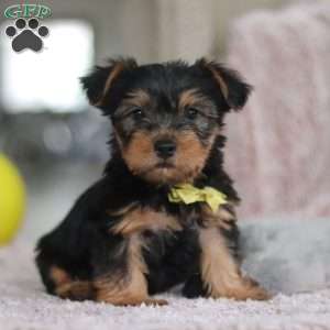 Ronnie, Yorkie-Chon Puppy